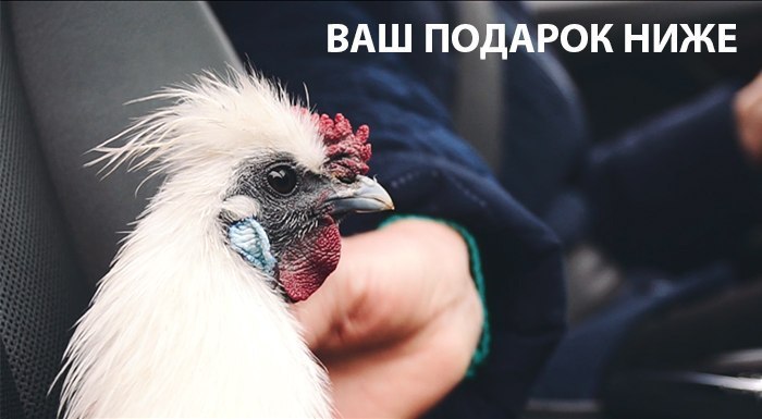 ПРОБНЫЙ ДЕНЬ АРЕНДЫ АВТО В ПОДАРОК